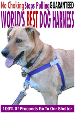 Worlds Best Dog Harness